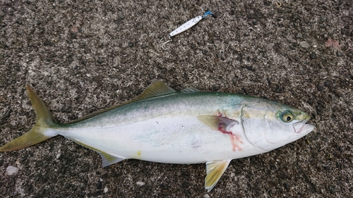 ツバスの釣果