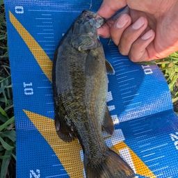 スモールマウスバス