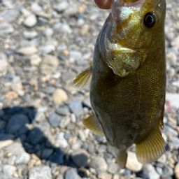 スモールマウスバス