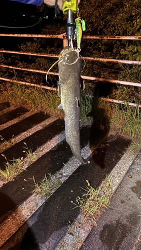 高知県東部