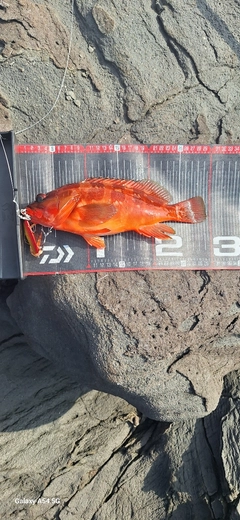 アカハタの釣果