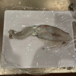 アオリイカ