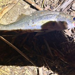 セイゴ（マルスズキ）