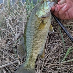 スモールマウスバス