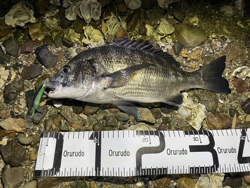 チヌの釣果