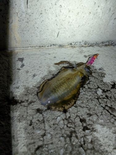 水産試験場跡