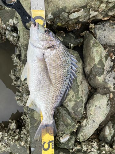 キビレの釣果