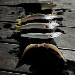 シュモクザメ