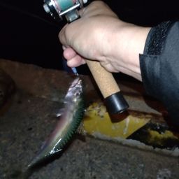 サバ