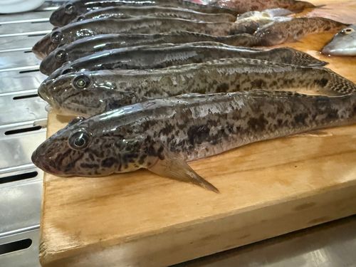 マハゼの釣果