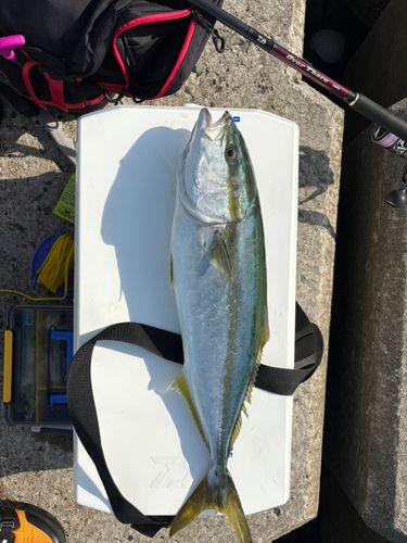 イナダの釣果