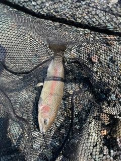 ニジマスの釣果