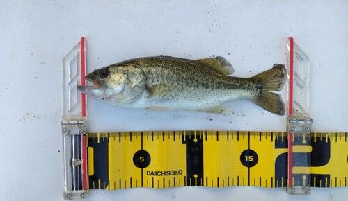 ブラックバスの釣果