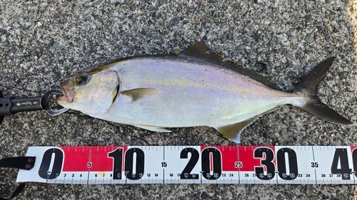 ショゴの釣果