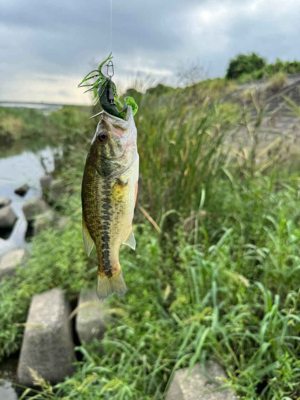 ラージマウスバス