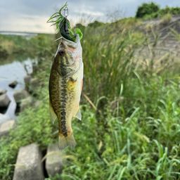 ラージマウスバス