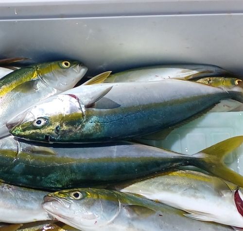 ツバスの釣果