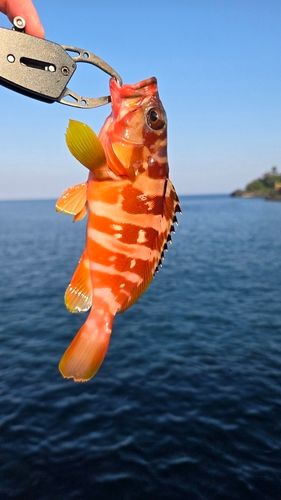 アカハタの釣果