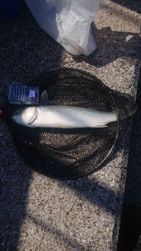 ボラの釣果