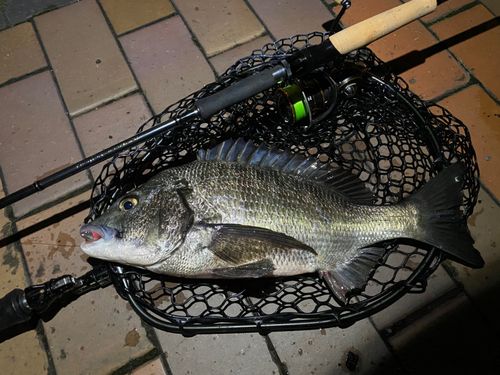 チヌの釣果