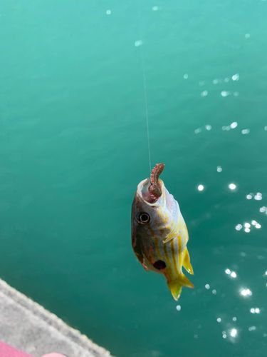 ヤマトビーの釣果