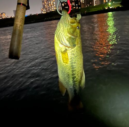 ラージマウスバスの釣果