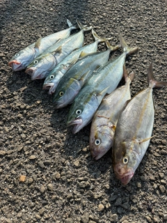ショゴの釣果
