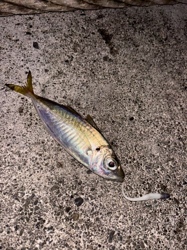 駿河湾