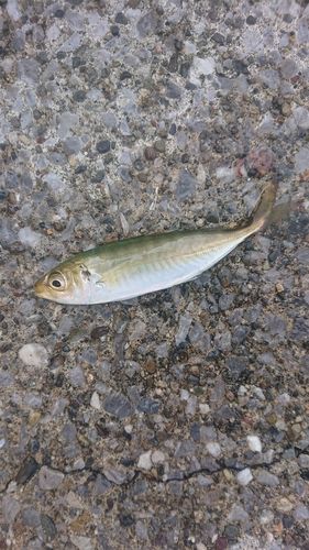 若洲海浜公園海釣り施設