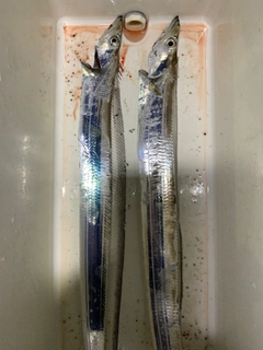タチウオの釣果