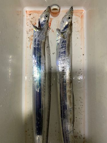 タチウオの釣果