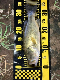ラージマウスバスの釣果
