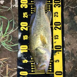 ラージマウスバス