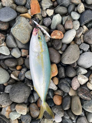 ワカシの釣果
