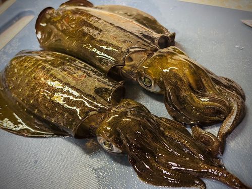 アオリイカの釣果