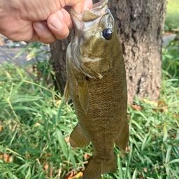 スモールマウスバス