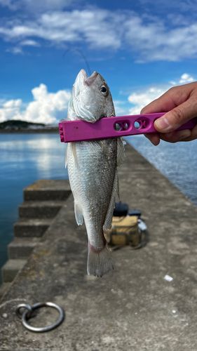 シログチの釣果