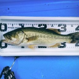 ラージマウスバス