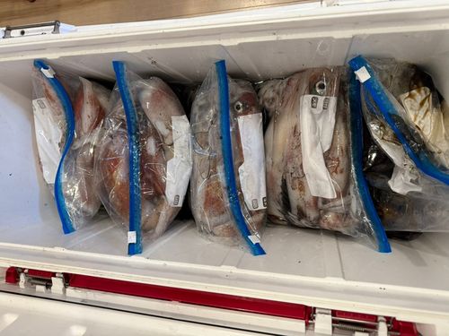 ケンサキイカの釣果
