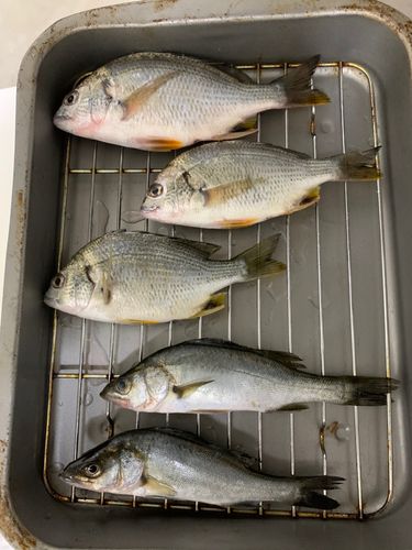 キチヌの釣果