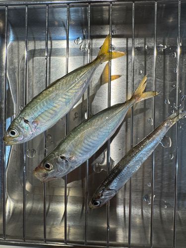 若洲海浜公園海釣り施設