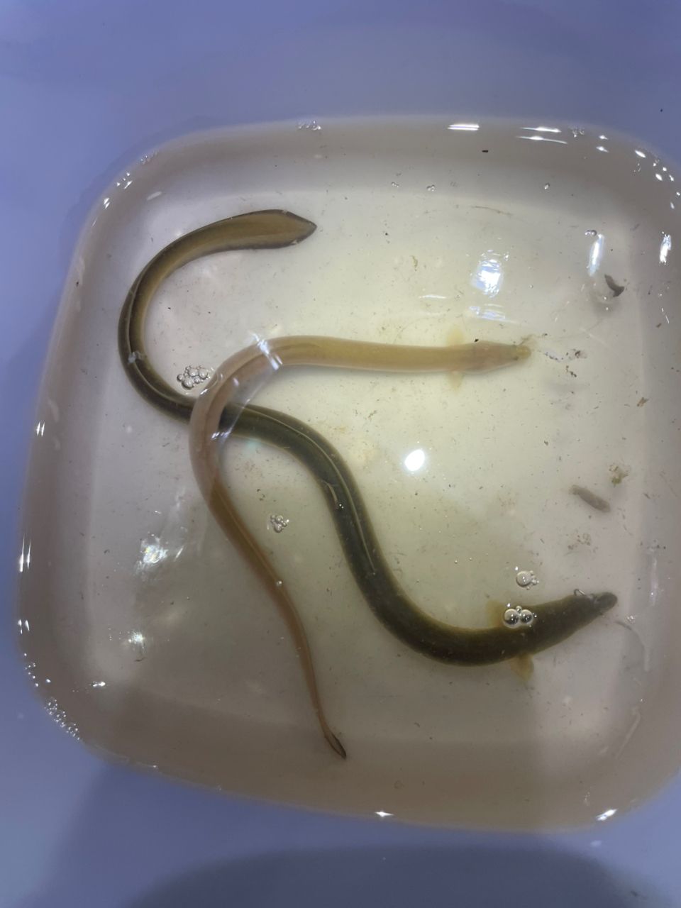 ウナギ