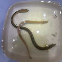 ウナギ