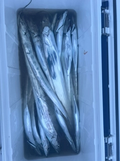 タチウオの釣果