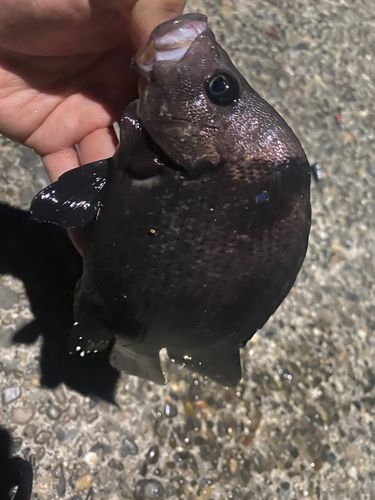 ヒゲダイの釣果