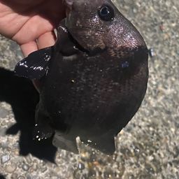 ヒゲダイ