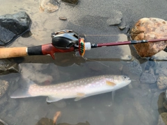 アメマスの釣果