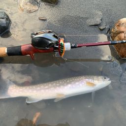 アメマス