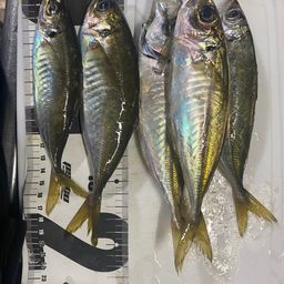 マアジ