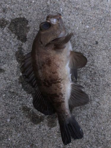 大船渡湾